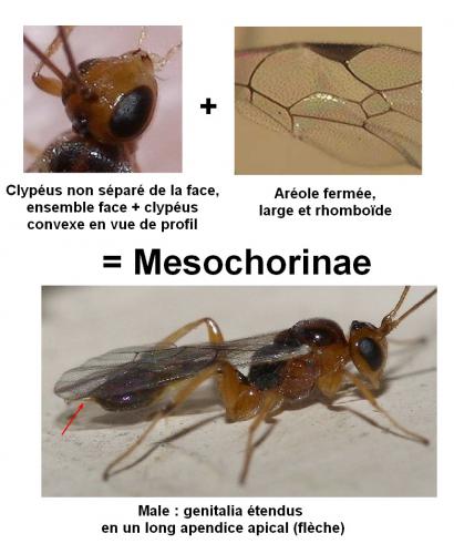 Réf. 77 957 : Mesochorinae inconnu