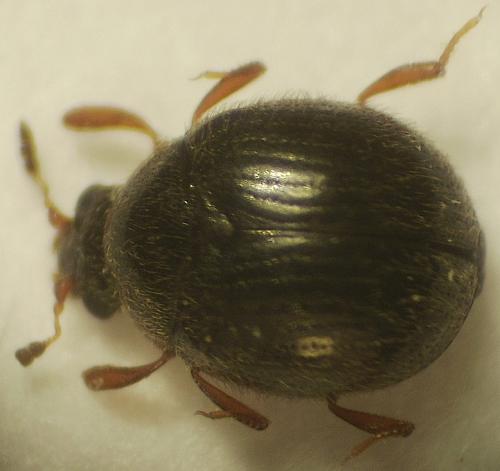 Aspidiphorus lareyniei