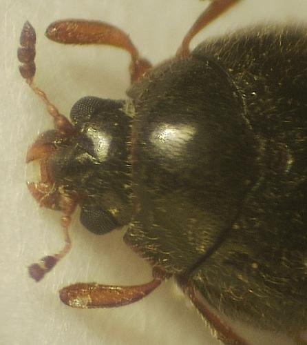 Aspidiphorus lareyniei