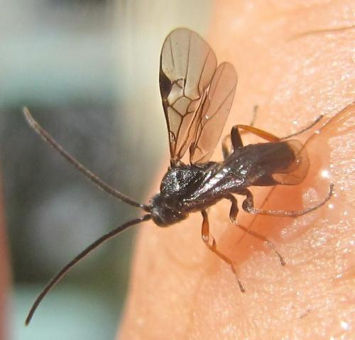 Réf. 77 883 : Microplitis sp.