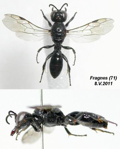 Crossocerus cetratus