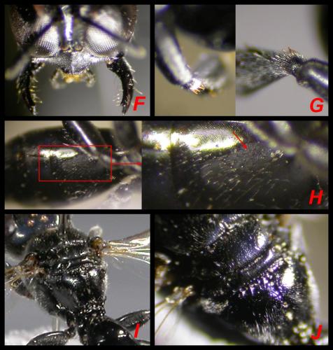 Crossocerus cetratus