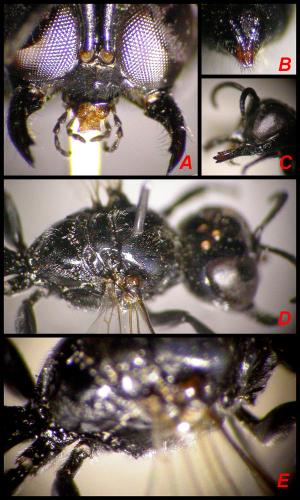 Crossocerus cetratus