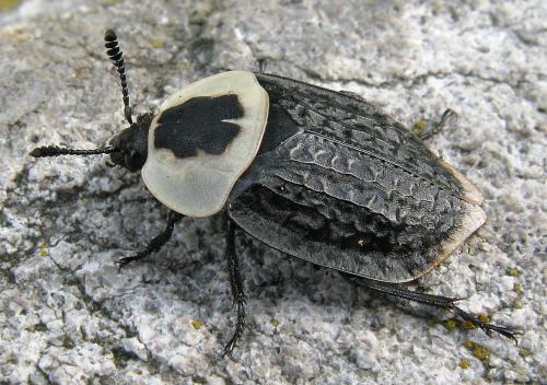 Réf. 77 837 : Necrophila americana