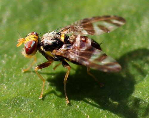 Réf. 77 575 : Neoceratitis cyanescens