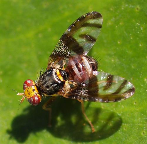 Réf. 77 577 : Neoceratitis cyanescens