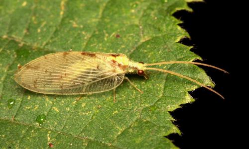 Hemerobius marginatus