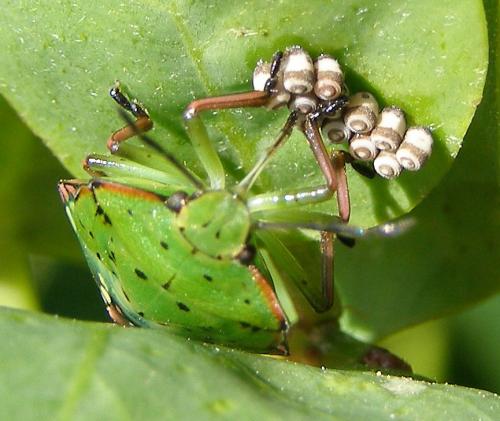 Nezara viridula