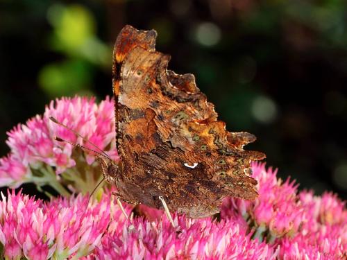 Réf. 77 631 : Polygonia c-album