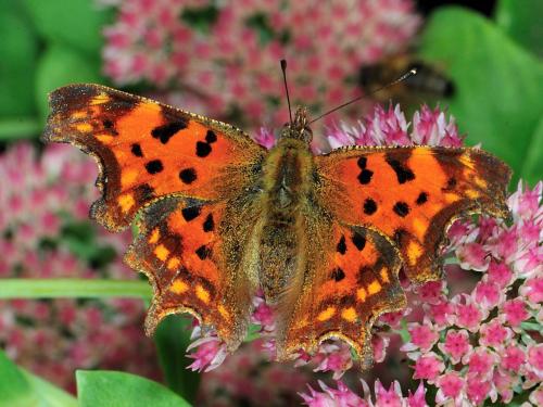 Réf. 77 632 : Polygonia c-album