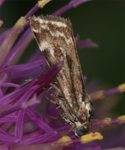 Acontia trabealis