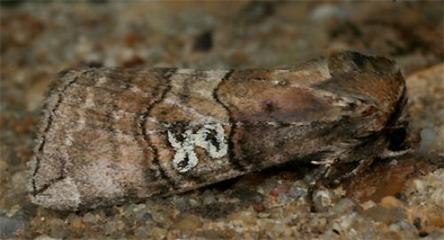Réf. 77 687 : Tethea ocularis
