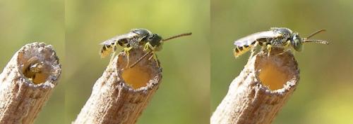 Réf. 77 344 : Nomioides facilis