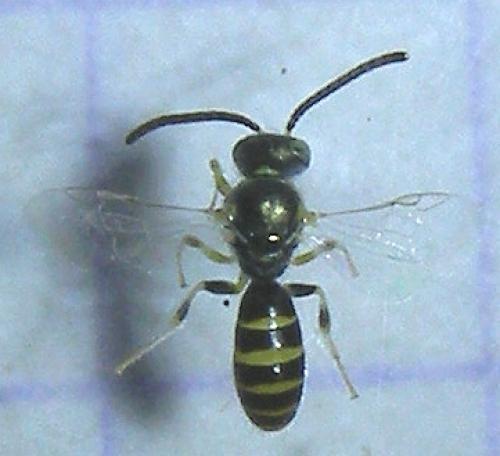 Nomioides facilis