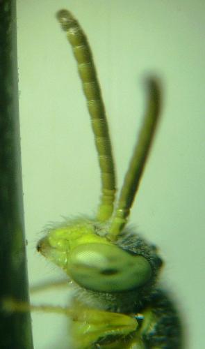 Réf. 77 413 : Nomioides facilis