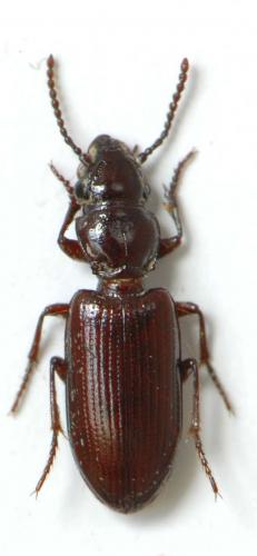 Réf. 77 417 : Nomius pygmaeus