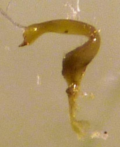 Notostira elongata