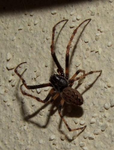 Nuctenea umbratica
