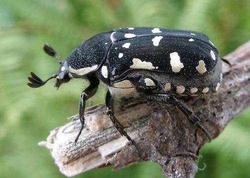 Oxycetonia versicolor