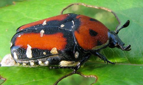 Oxycetonia versicolor