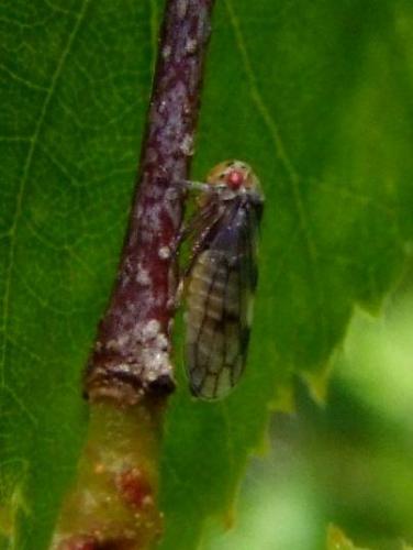 Réf. 77 723 : Oncopsis sp.
