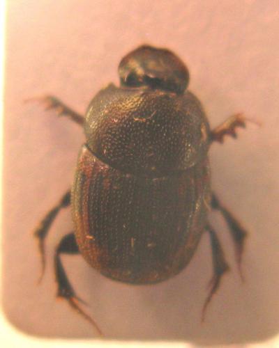 Réf. 77 360 : Onthophagus sellatus