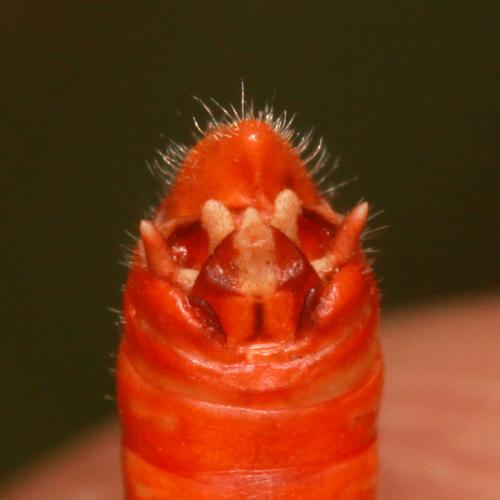 Stenobothrus lineatus lineatus