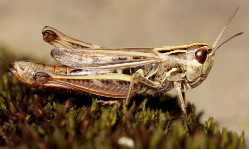 Réf. 77 372 : Stenobothrus stigmaticus