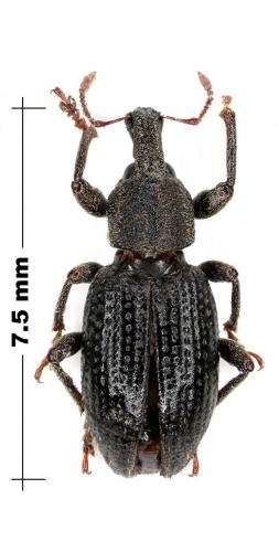 Graptus sp.