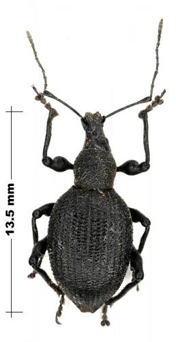 Otiorhynchus caudatus