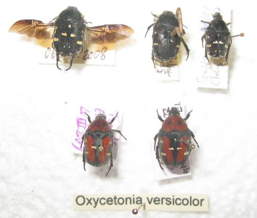 Oxycetonia versicolor