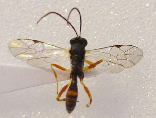 Réf. 77 142 : Campopleginae inconnu