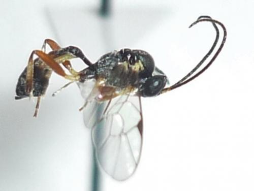 Réf. 77 213 : Campopleginae inconnu