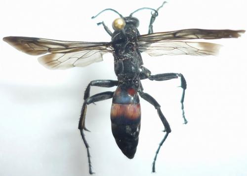Réf. 77 670 : Entomobora crassitarsis
