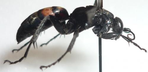 Réf. 77 706 : Entomobora crassitarsis
