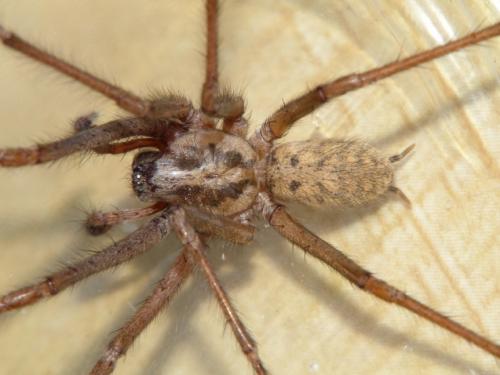 Eratigena saeva