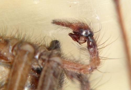 Eratigena saeva