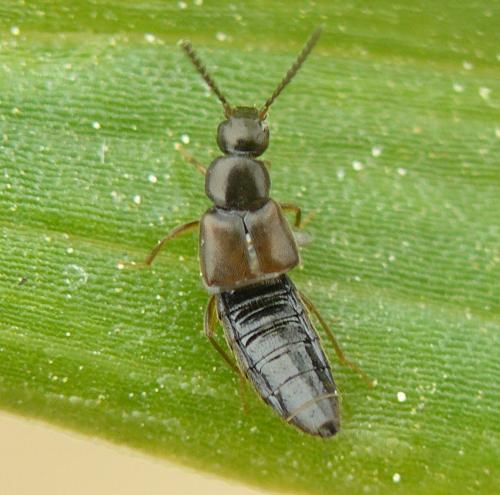 Atheta sp.