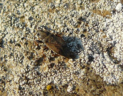 Megalonotus emarginatus