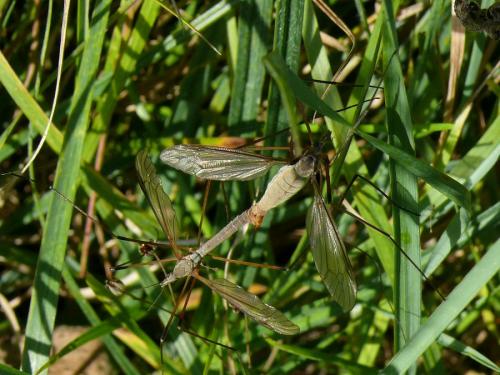 Tipula sp.