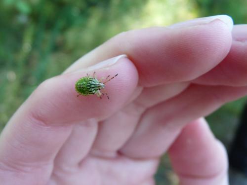 Elasmucha sp.