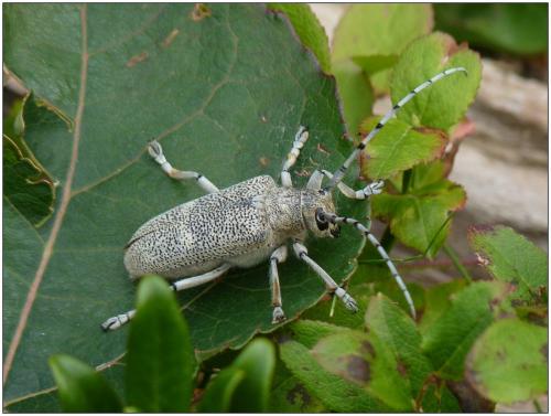 Réf. 77 701 : Saperda carcharias