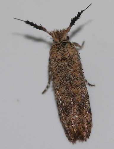Ochsenheimeria taurella
