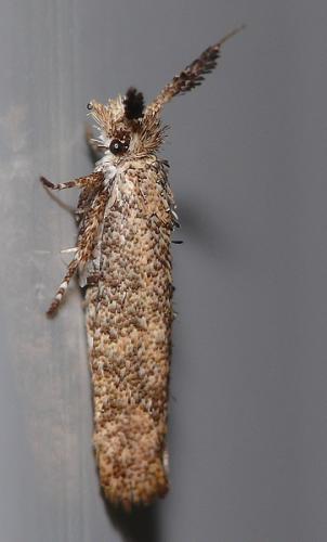 Ochsenheimeria taurella