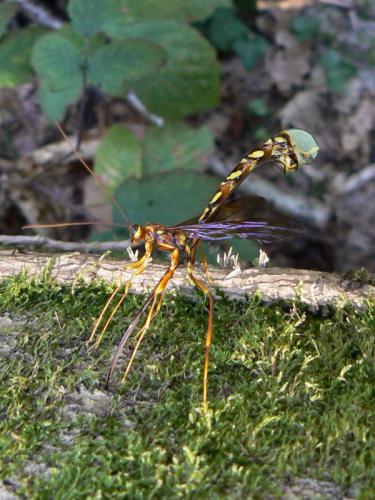 Megarhyssa perlata