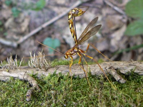 Megarhyssa perlata