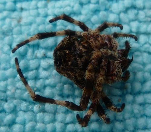 Réf. 77 873 : Araneus sp.