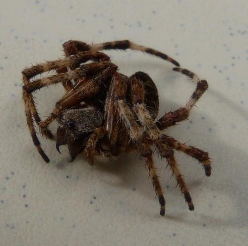 Araneus sp.