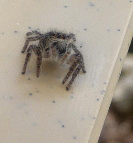Philaeus chrysops