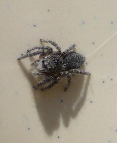 Réf. 77 924 : Philaeus chrysops